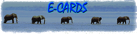 E-Cards Logo